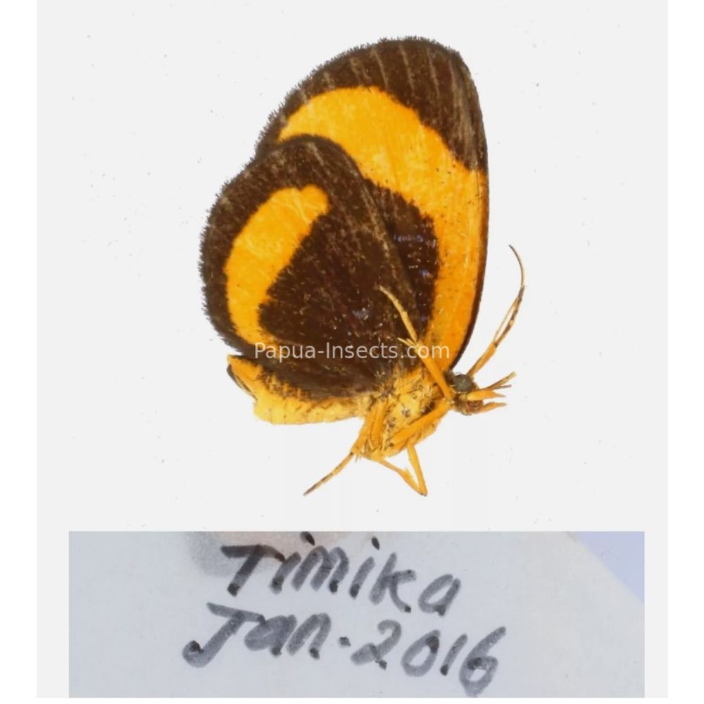 Callidula sp. Callidulidae - Day Moth from different islads of Indonesia