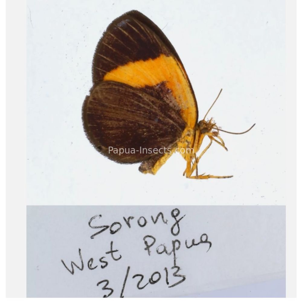 Callidula sp. Callidulidae - Day Moth from different islads of Indonesia