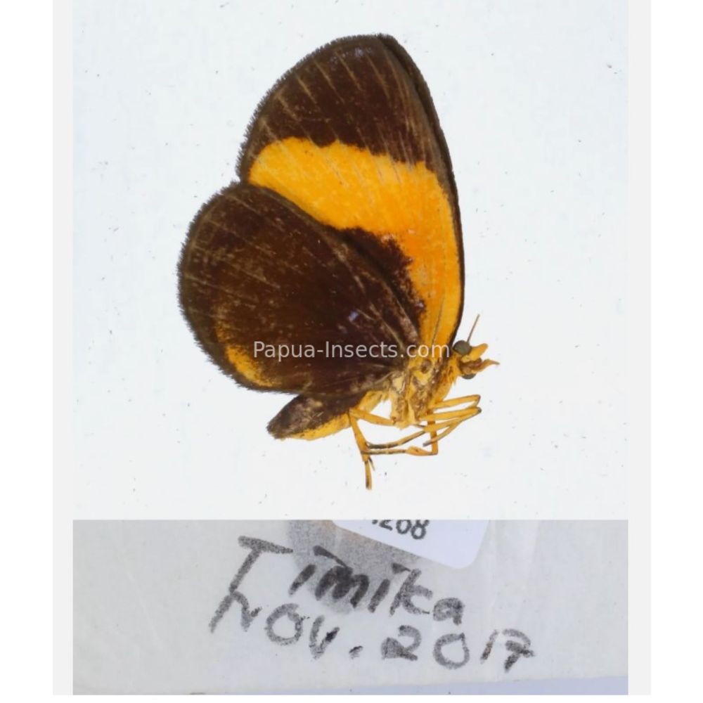 Callidula sp. Callidulidae - Day Moth from different islads of Indonesia