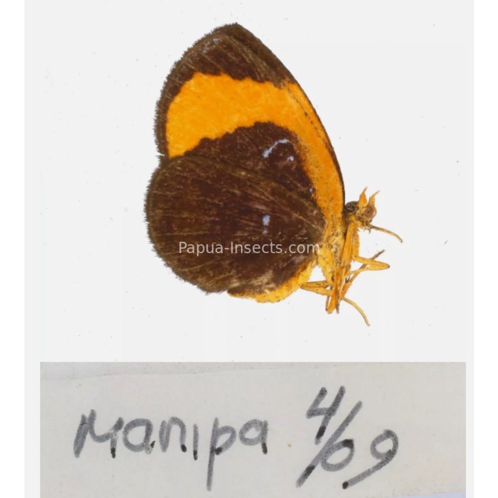 Callidula sp. Callidulidae - Day Moth from different islads of Indonesia