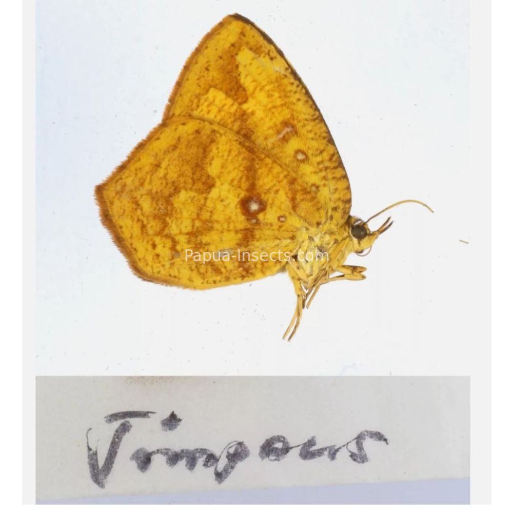 Callidula sp. Callidulidae - Day Moth from different islads of Indonesia