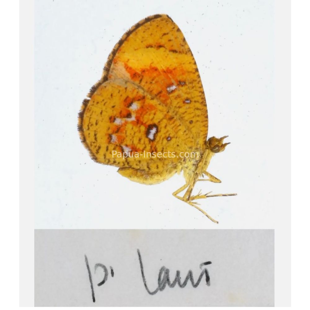 Callidula sp. Callidulidae - Day Moth from different islads of Indonesia