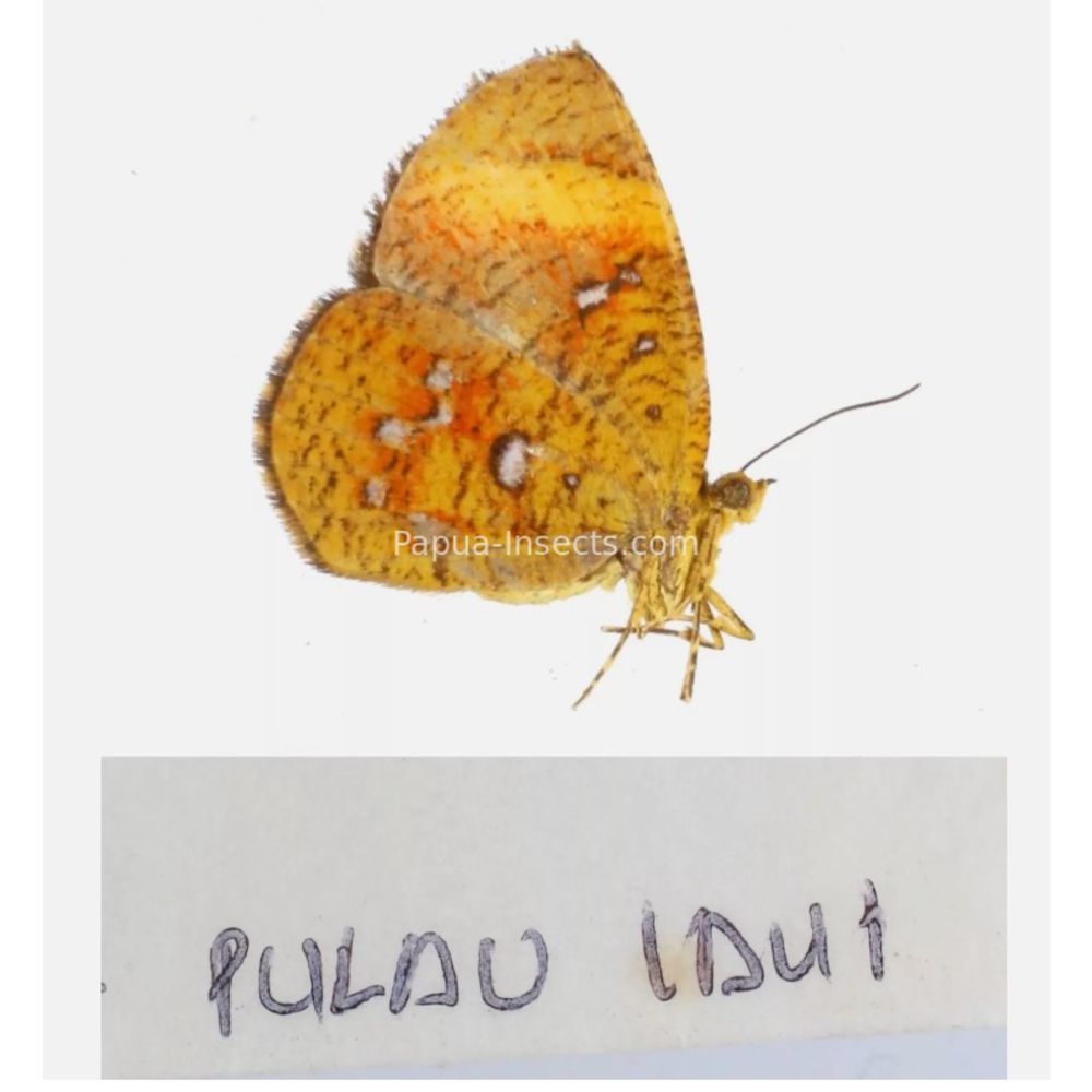 Callidula sp. Callidulidae - Day Moth from different islads of Indonesia