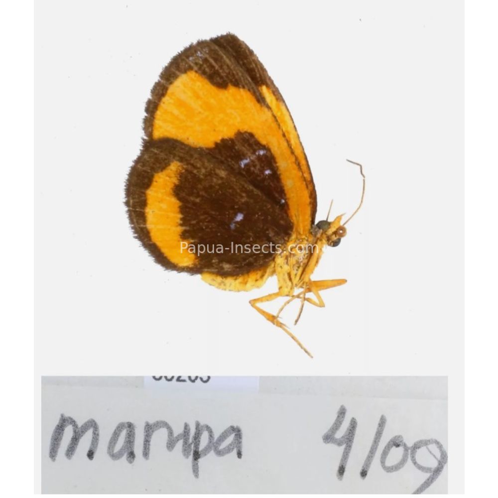 Callidula sp. Callidulidae - Day Moth from different islads of Indonesia