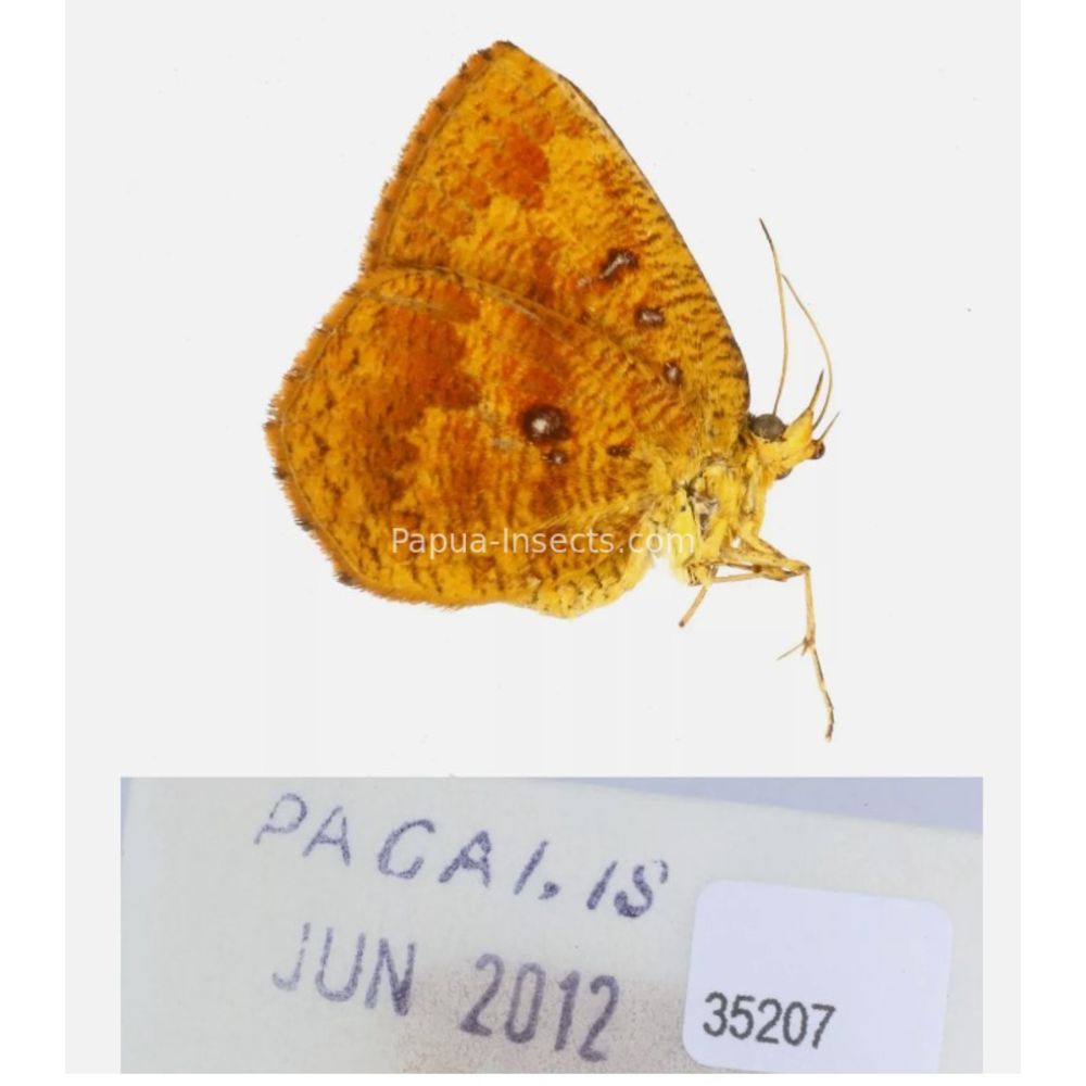 Callidula sp. Callidulidae - Day Moth from different islads of Indonesia