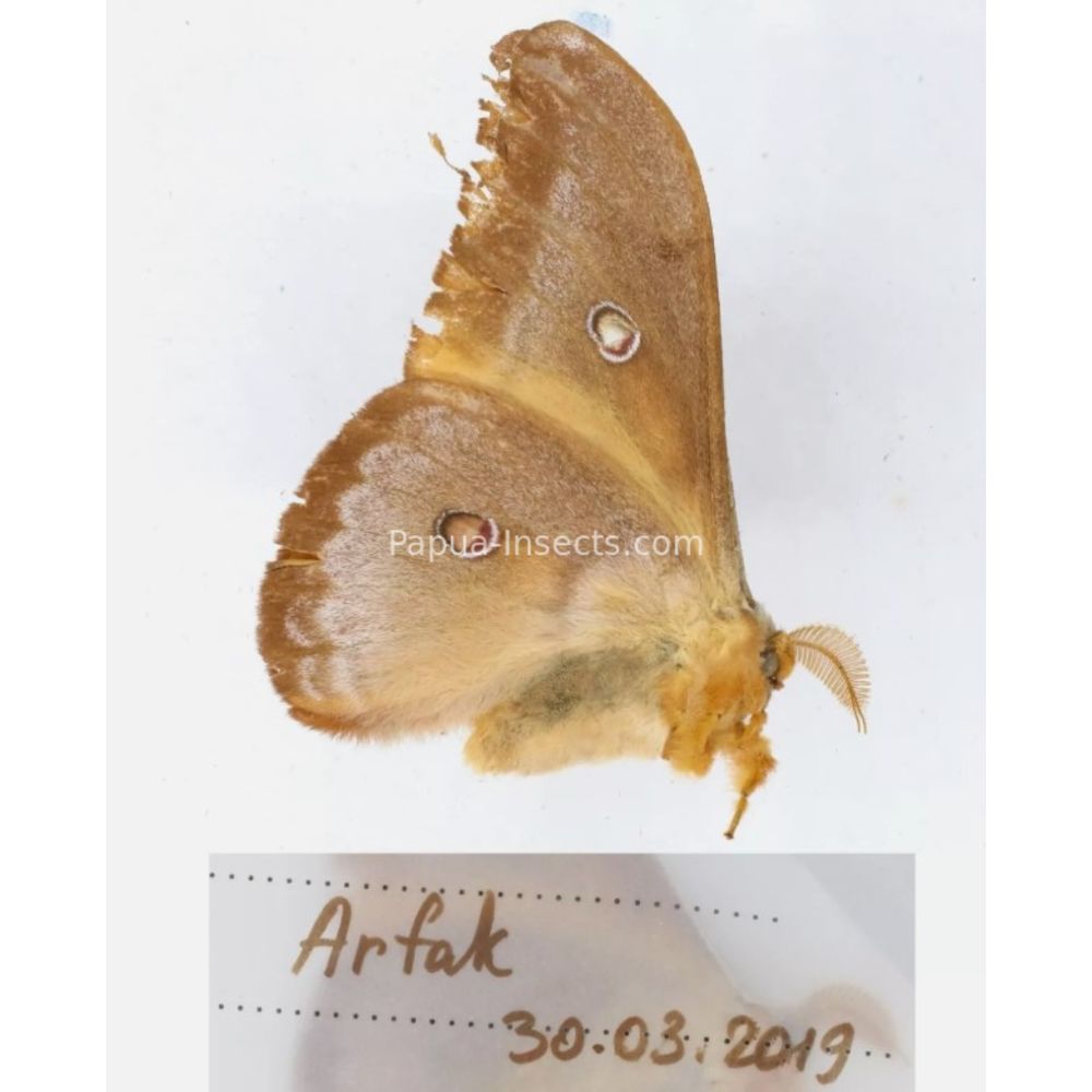 Different sp. of Saturniidae from different islads of Indonesia