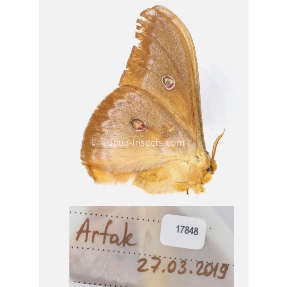 Different sp. of Saturniidae from different islads of Indonesia