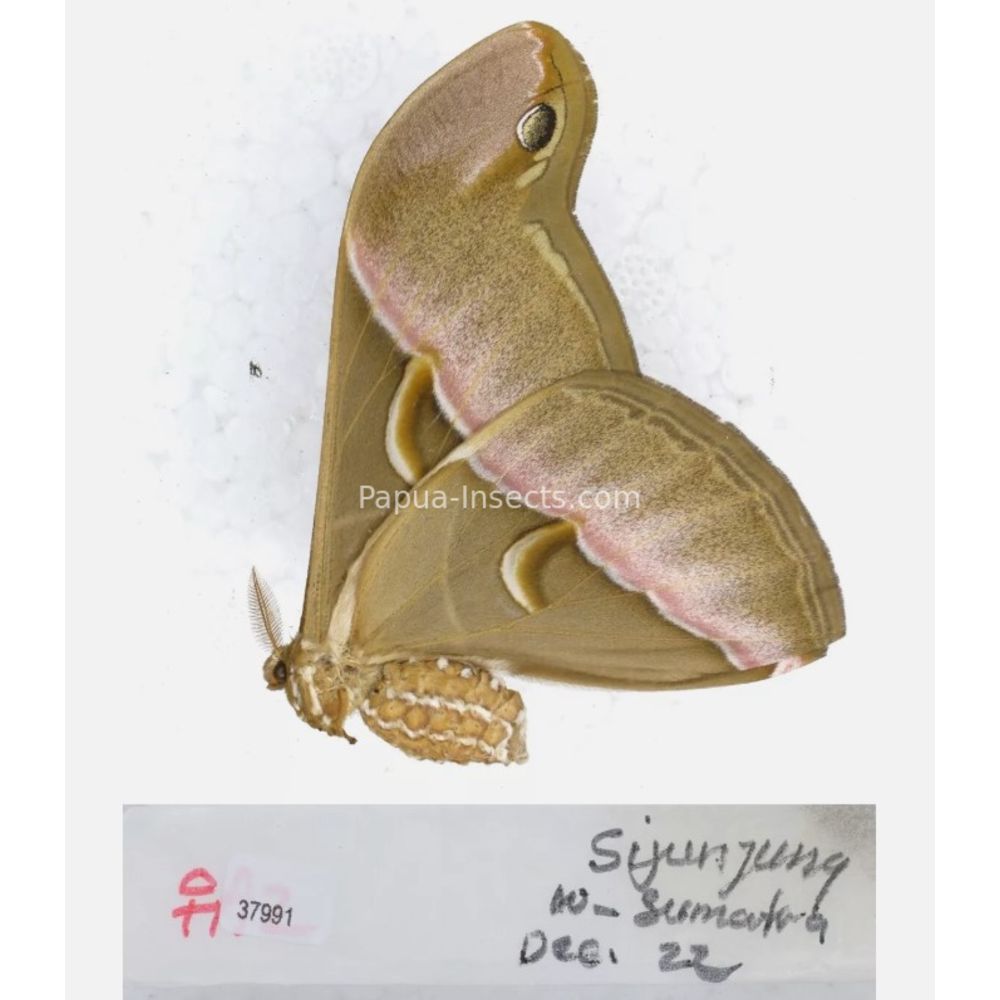 Different sp. of Saturniidae from different islads of Indonesia