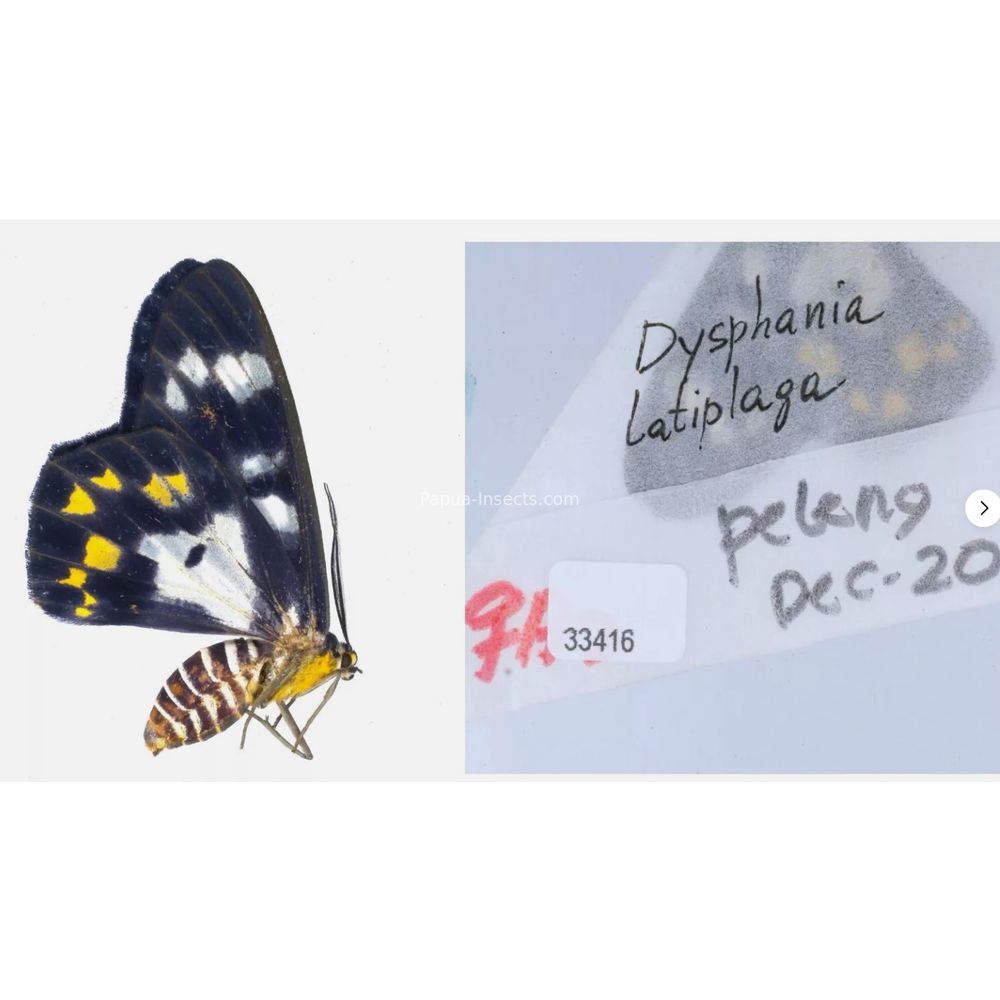 Different sp. of Geometridae from different islads of Indonesia