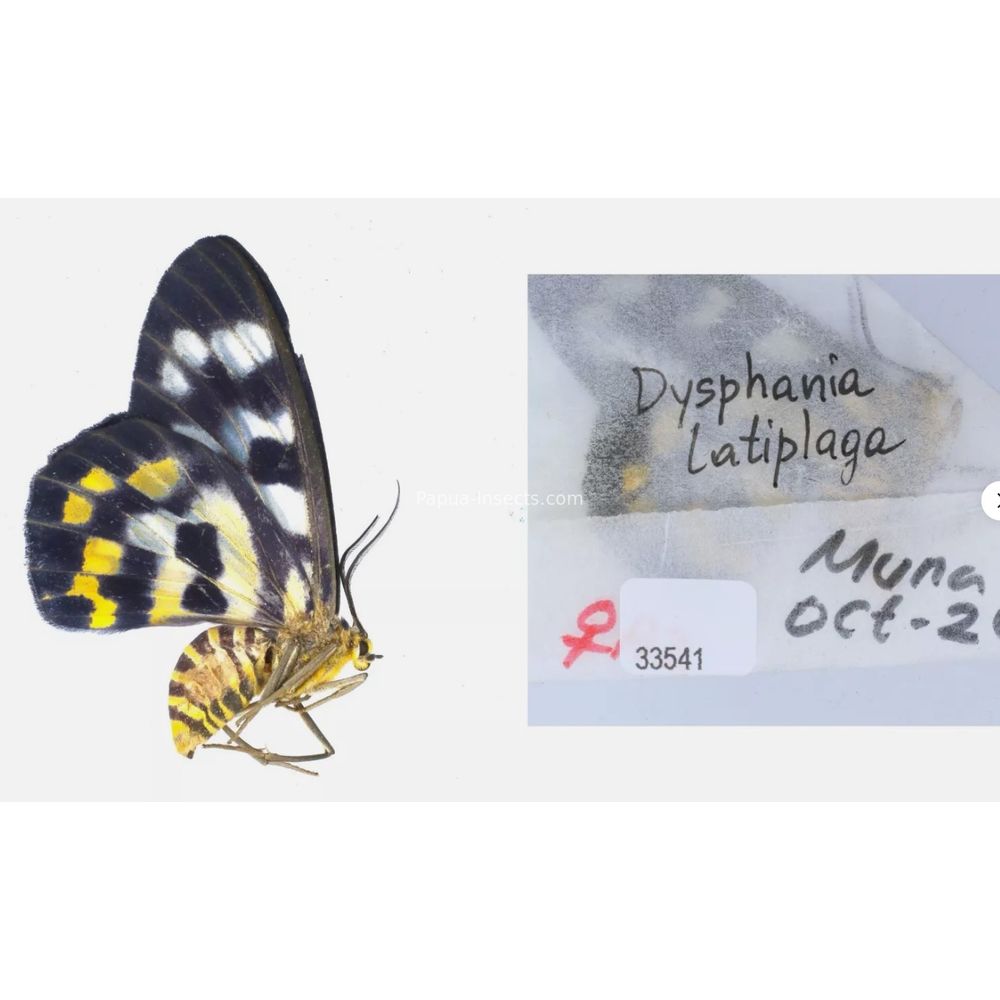 Different sp. of Geometridae from different islads of Indonesia