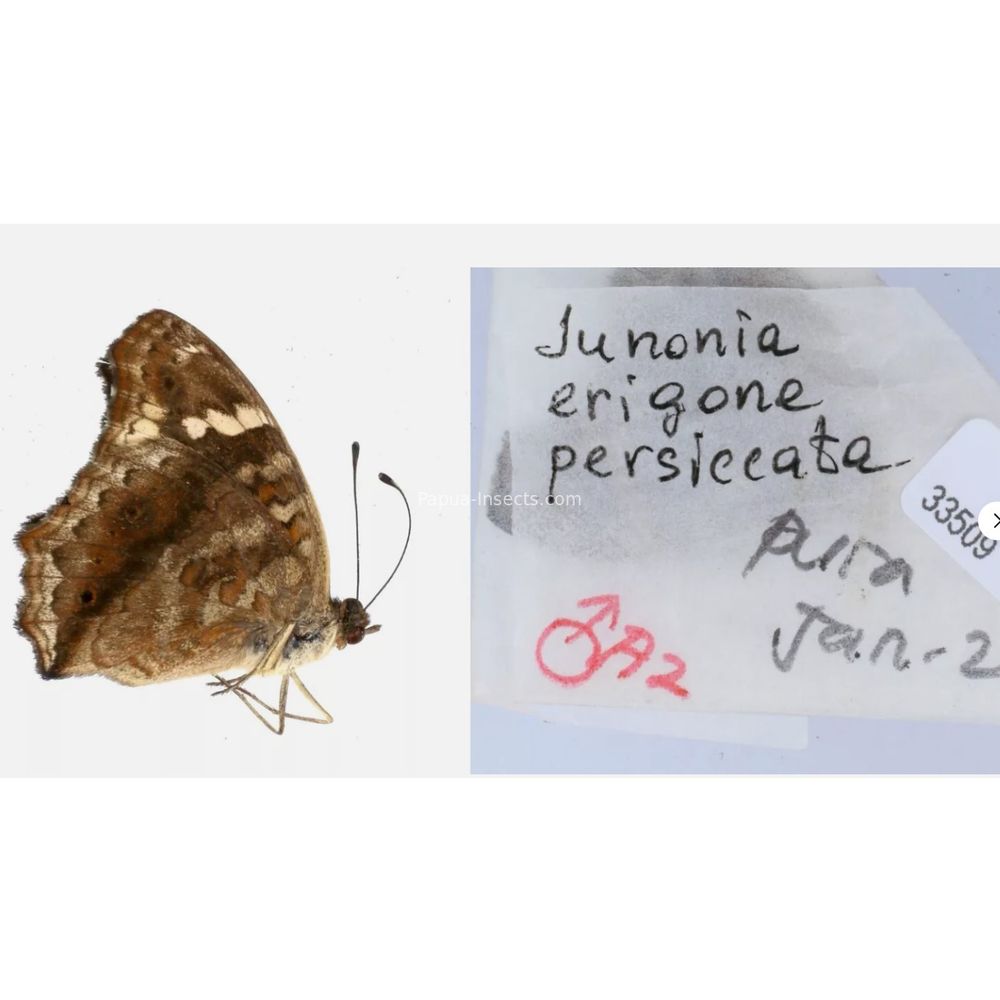 Junonia sp. - Nymphalidae from different islads of Indonesia