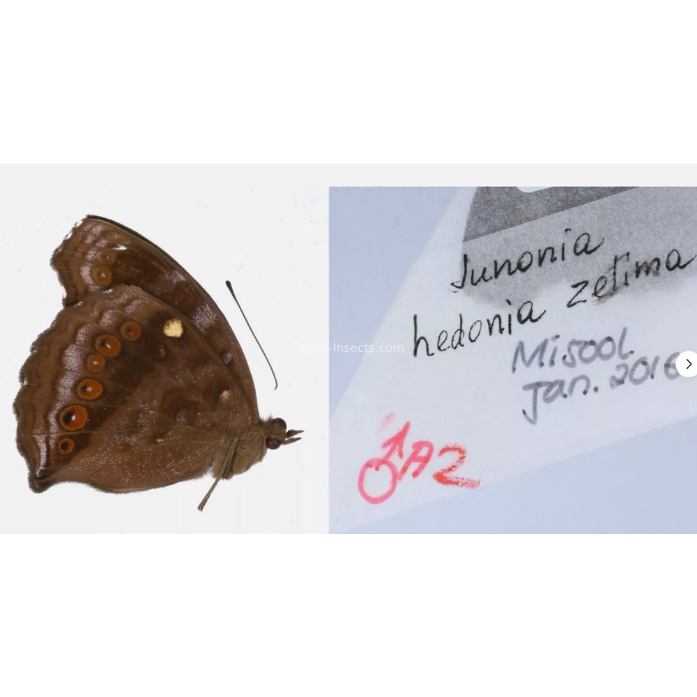 Junonia sp. - Nymphalidae from different islads of Indonesia