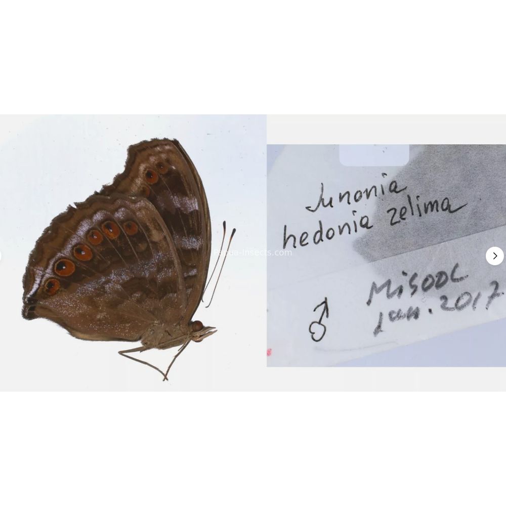 Junonia sp. - Nymphalidae from different islads of Indonesia