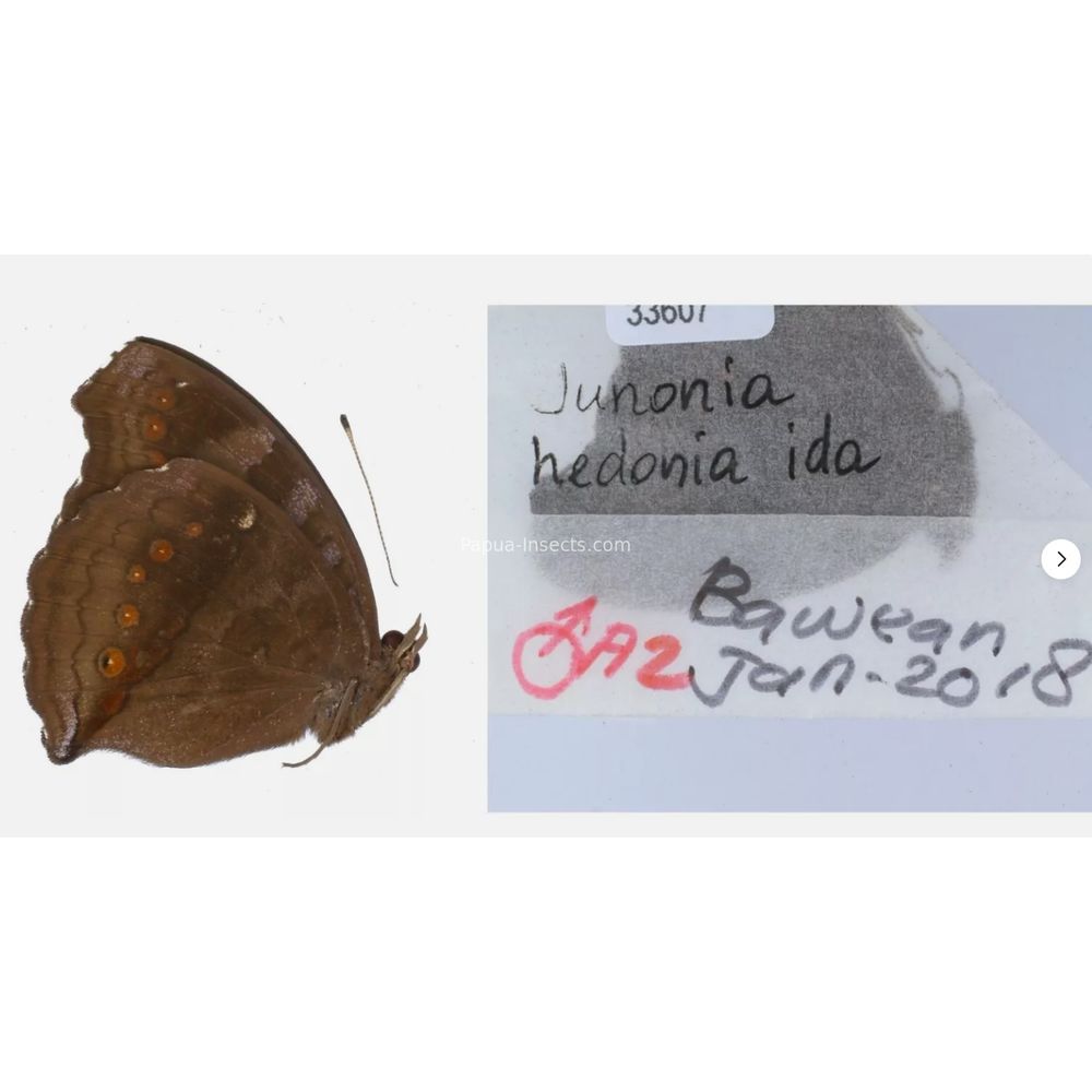 Junonia sp. - Nymphalidae from different islads of Indonesia