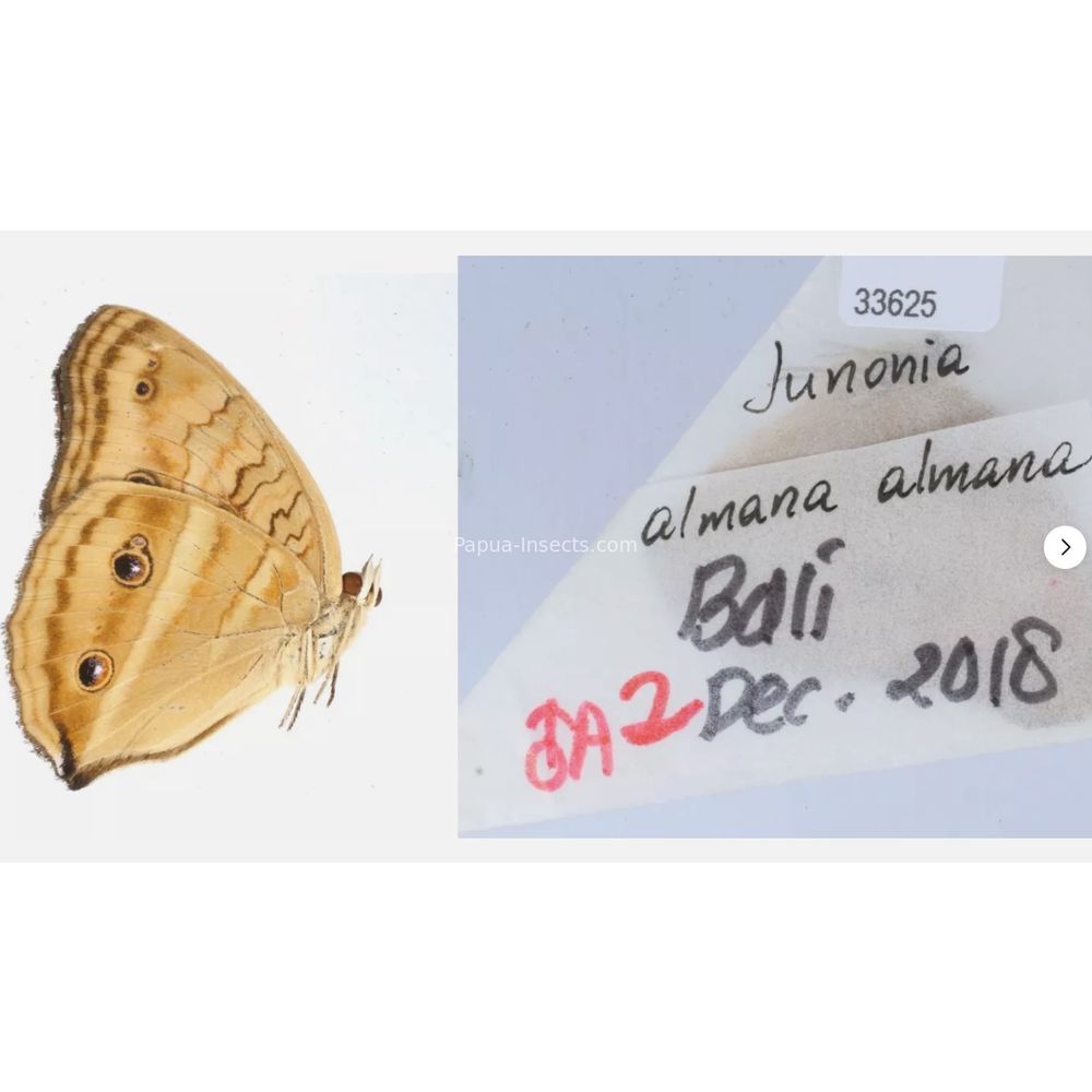 Junonia sp. - Nymphalidae from different islads of Indonesia