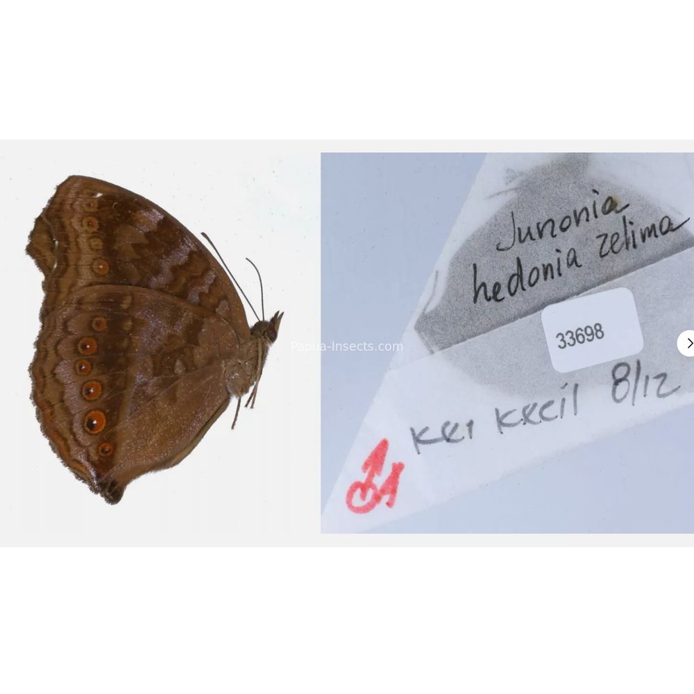 Junonia sp. - Nymphalidae from different islads of Indonesia