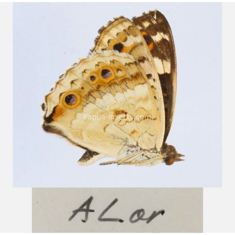 Junonia sp. - Nymphalidae from different islads of Indonesia