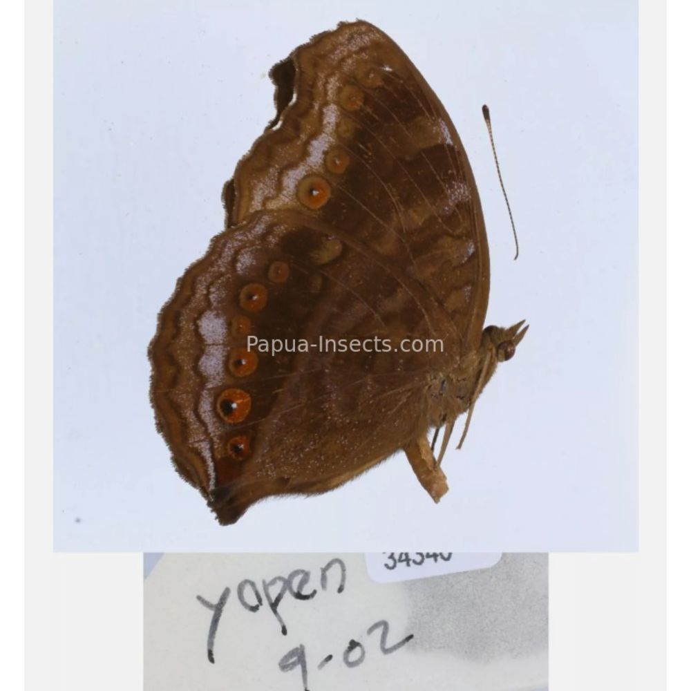 Junonia sp. - Nymphalidae from different islads of Indonesia