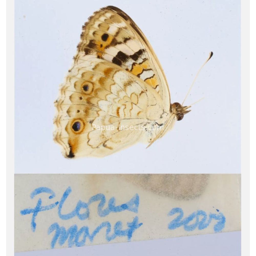 Junonia sp. - Nymphalidae from different islads of Indonesia