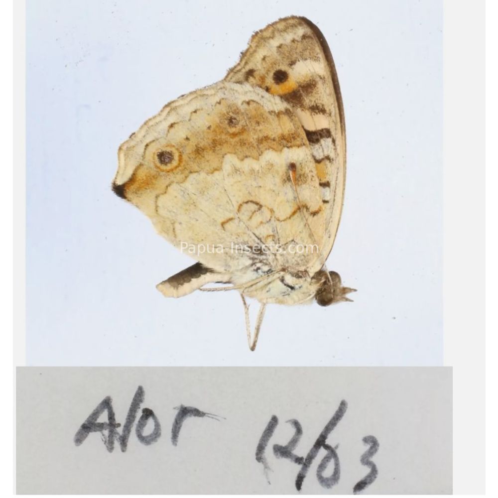 Junonia sp. - Nymphalidae from different islads of Indonesia