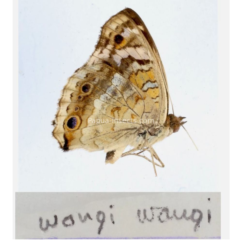 Junonia sp. - Nymphalidae from different islads of Indonesia