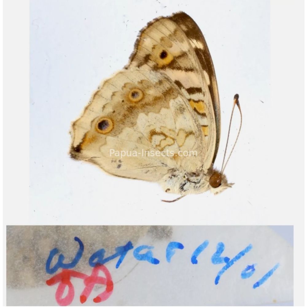 Junonia sp. - Nymphalidae from different islads of Indonesia