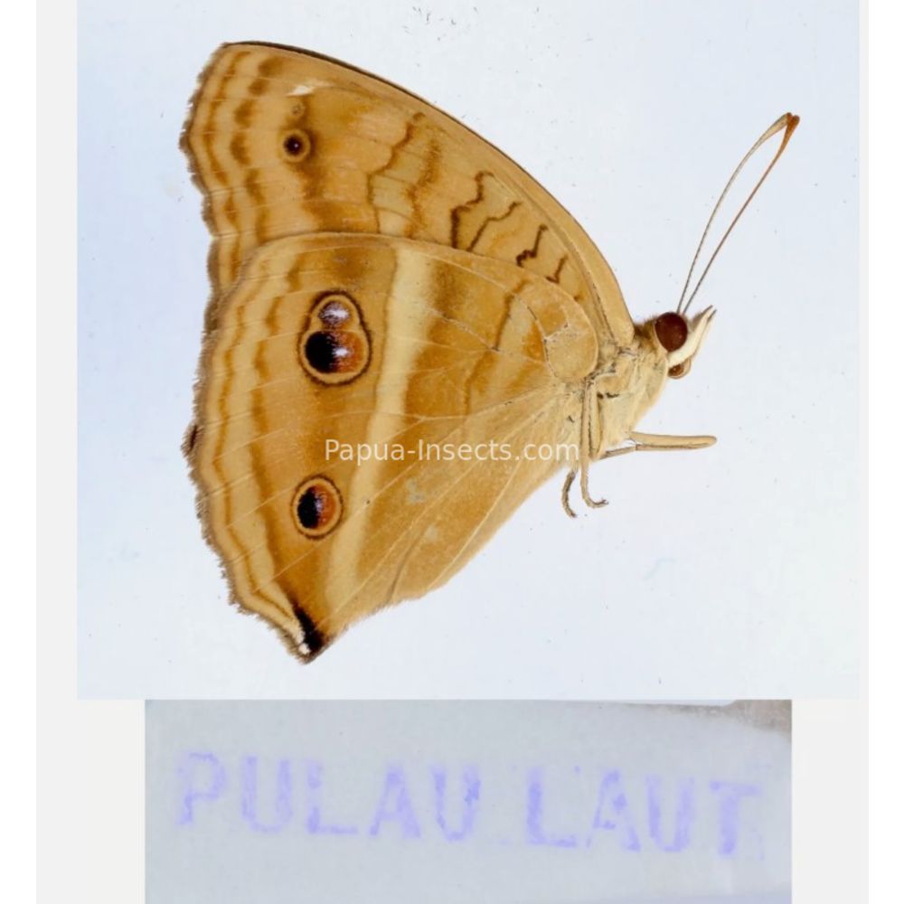 Junonia sp. - Nymphalidae from different islads of Indonesia