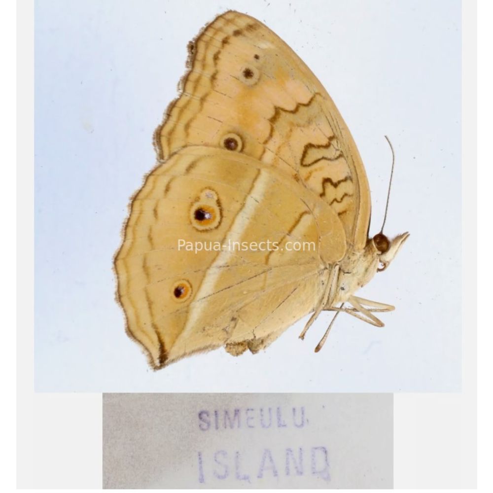 Junonia sp. - Nymphalidae from different islads of Indonesia