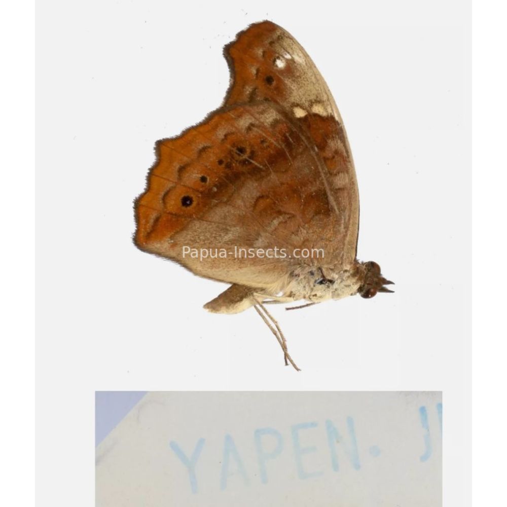 Junonia sp. - Nymphalidae from different islads of Indonesia