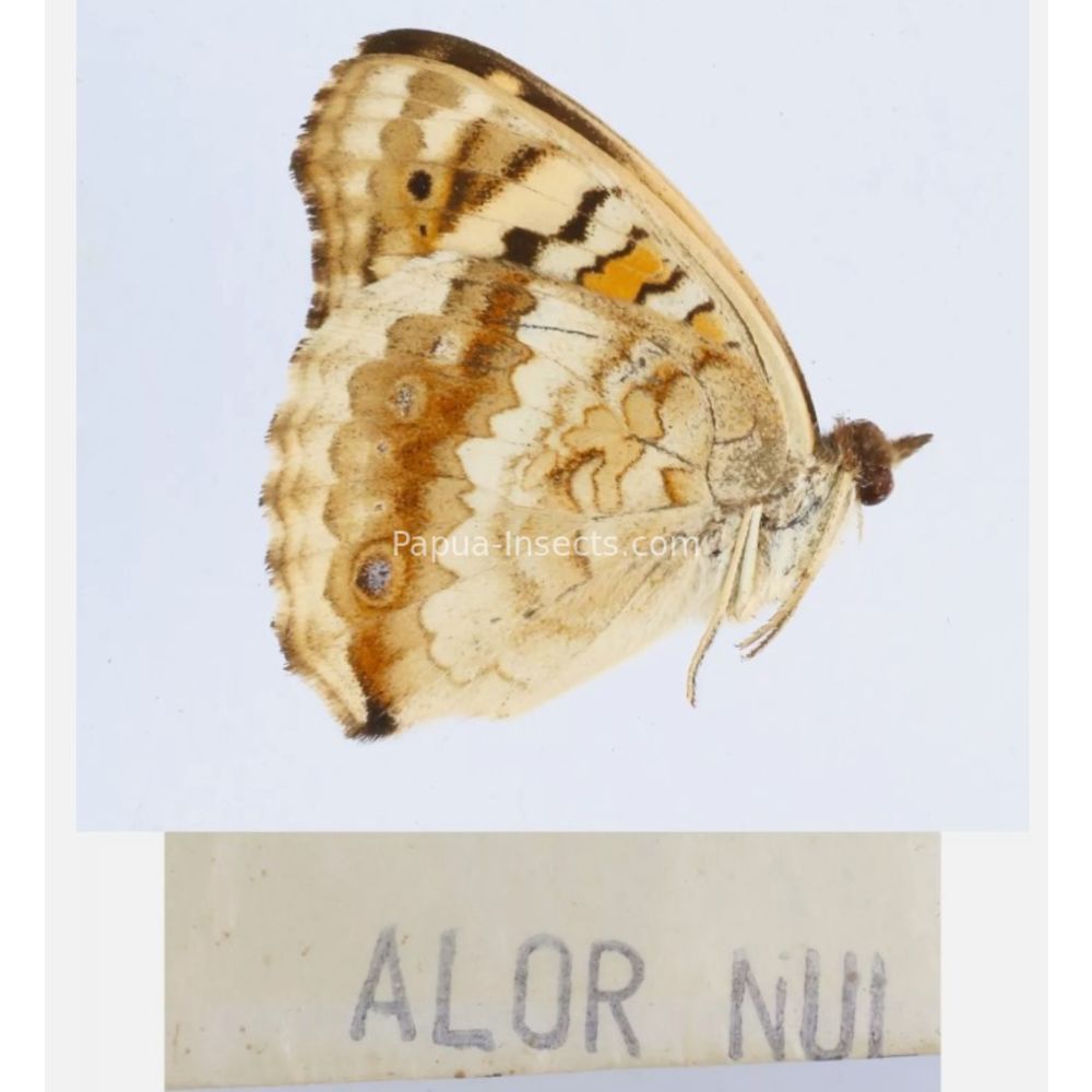 Junonia sp. - Nymphalidae from different islads of Indonesia