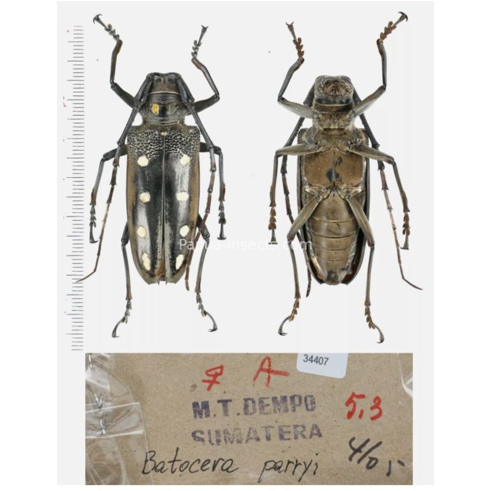 Batocera sp. - Cerambycidae from different island of Indonesia