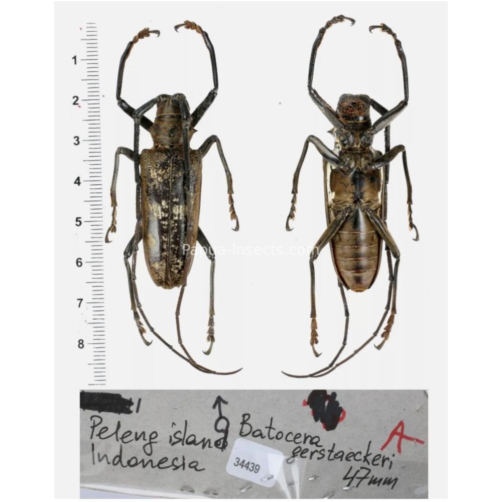 Batocera sp. - Cerambycidae from different island of Indonesia