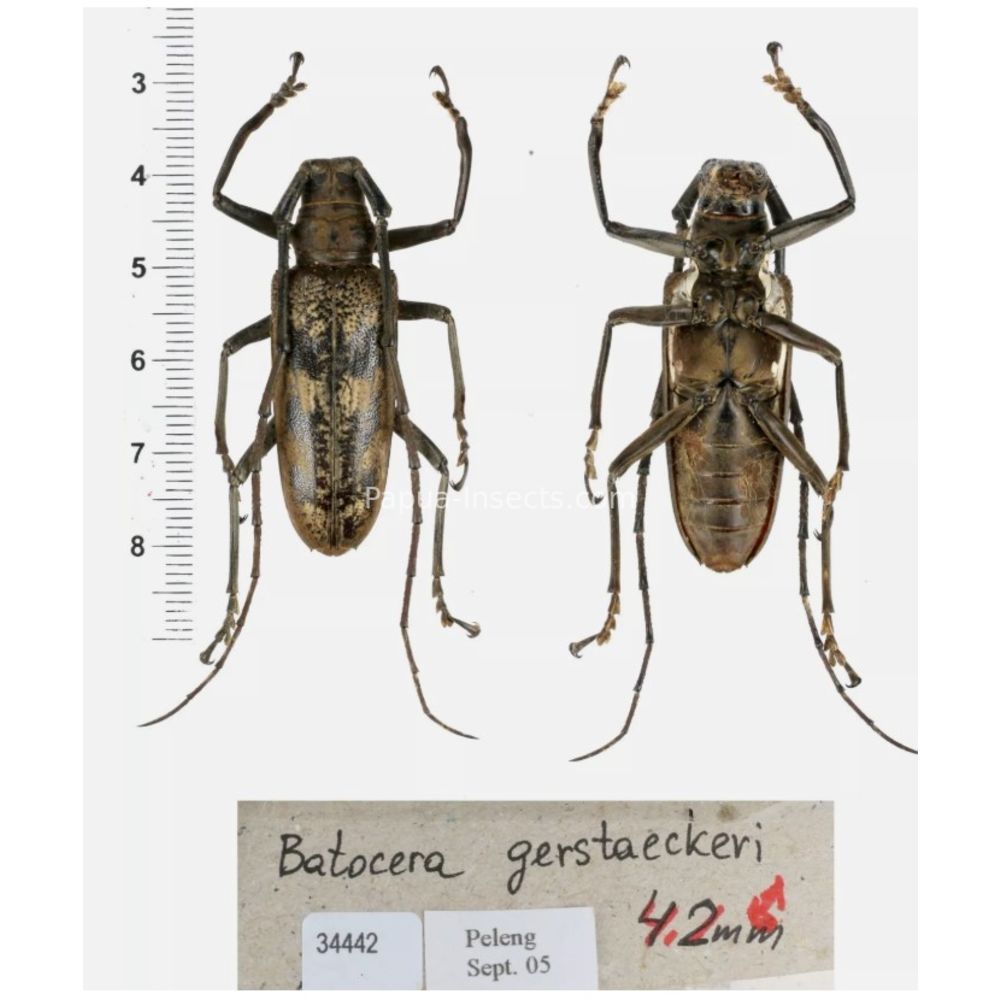 Batocera sp. - Cerambycidae from different island of Indonesia