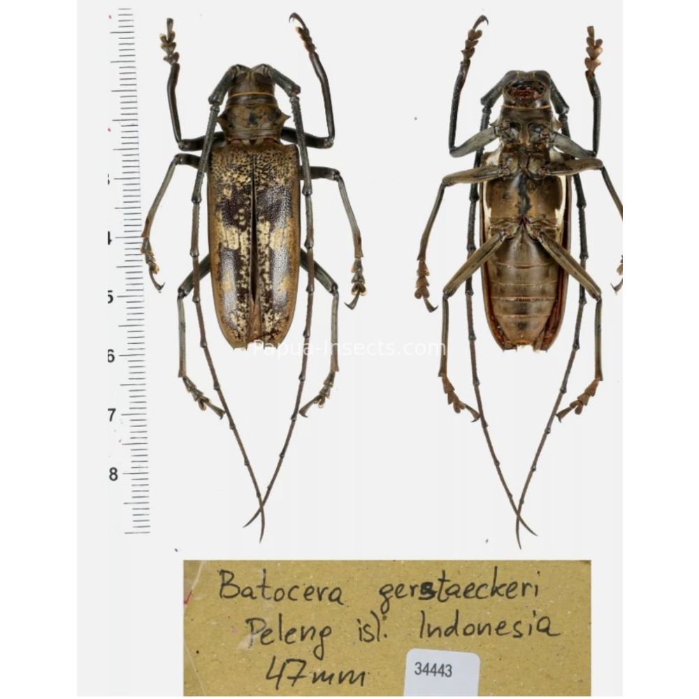 Batocera sp. - Cerambycidae from different island of Indonesia