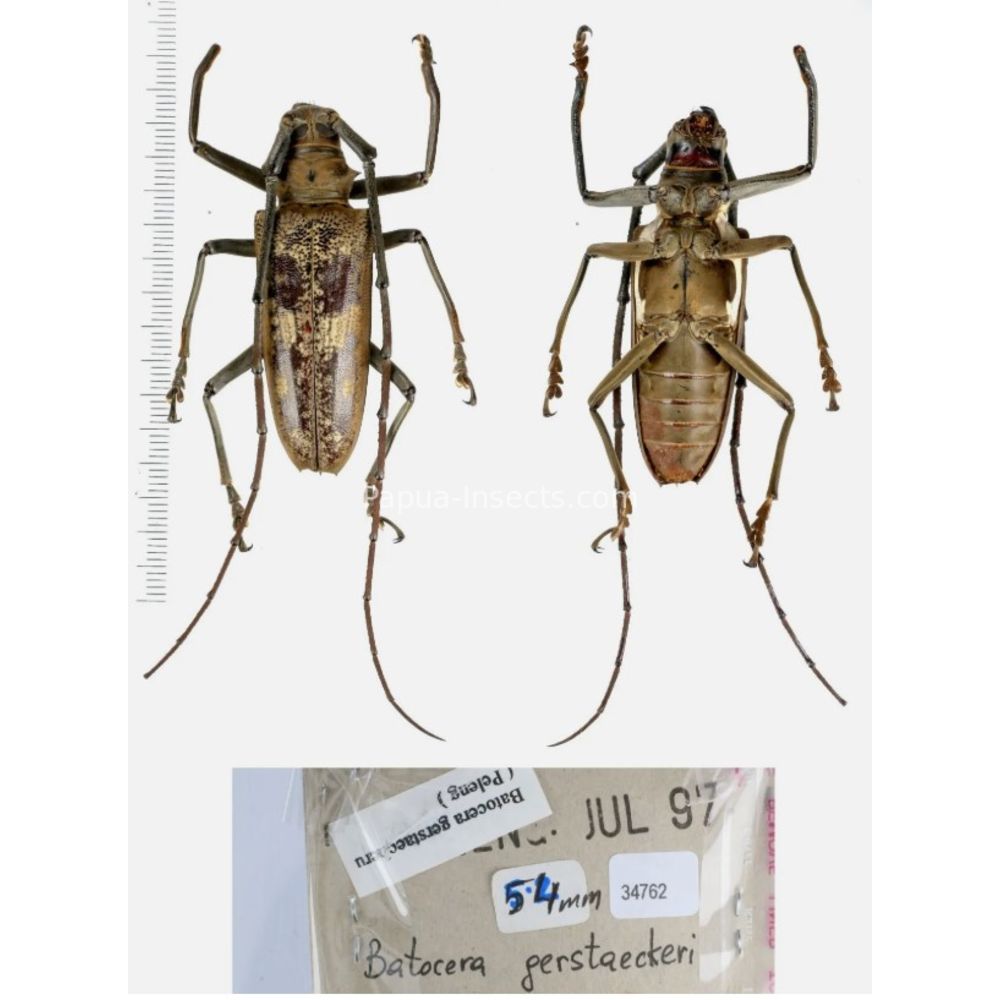 Batocera sp. - Cerambycidae from different island of Indonesia