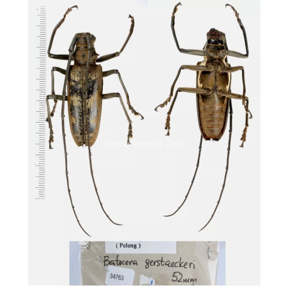 Batocera sp. - Cerambycidae from different island of Indonesia