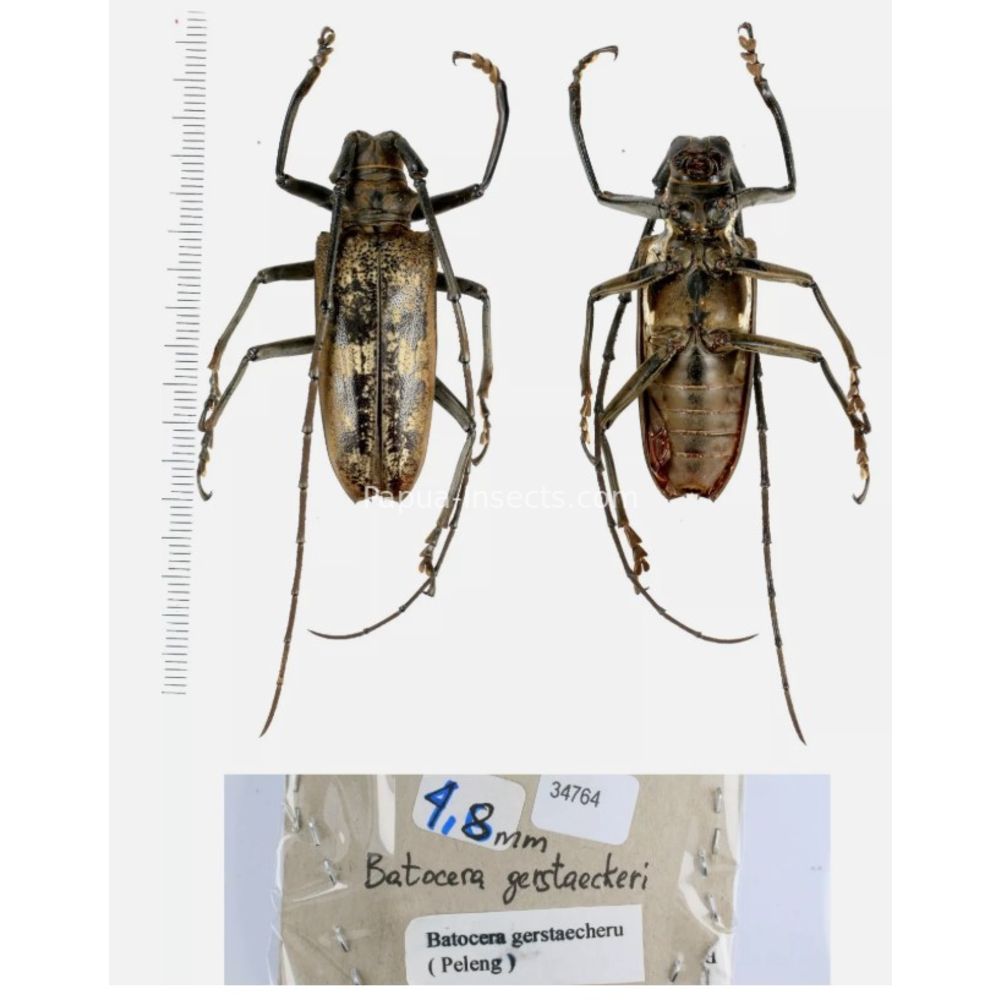 Batocera sp. - Cerambycidae from different island of Indonesia