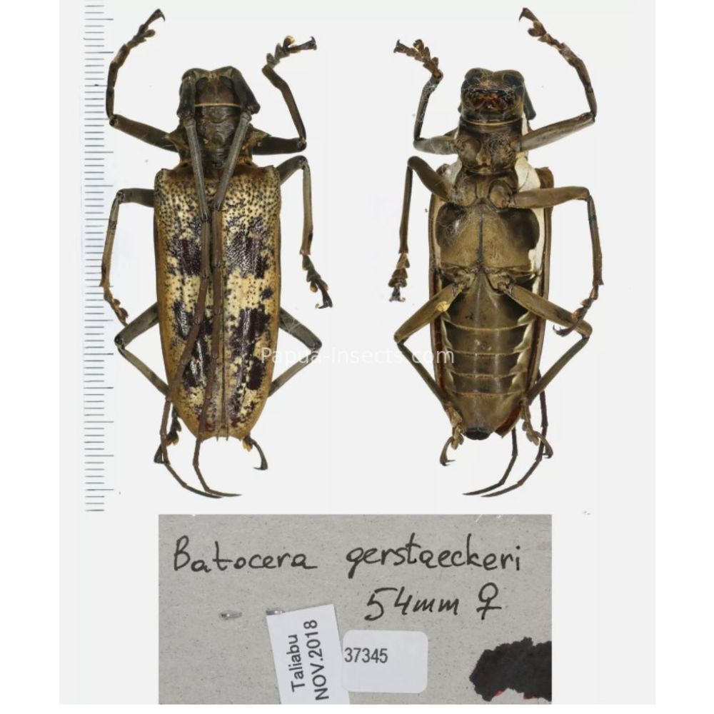 Batocera sp. - Cerambycidae from different island of Indonesia