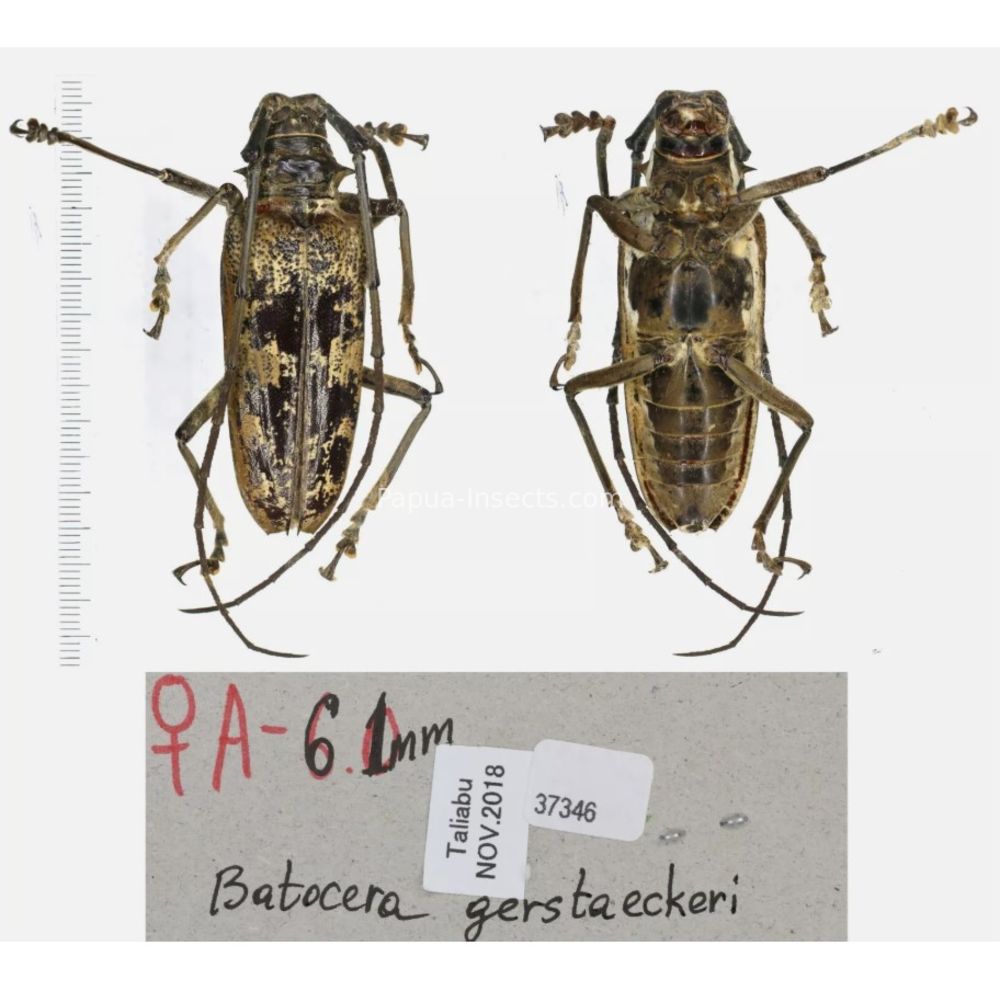 Batocera sp. - Cerambycidae from different island of Indonesia