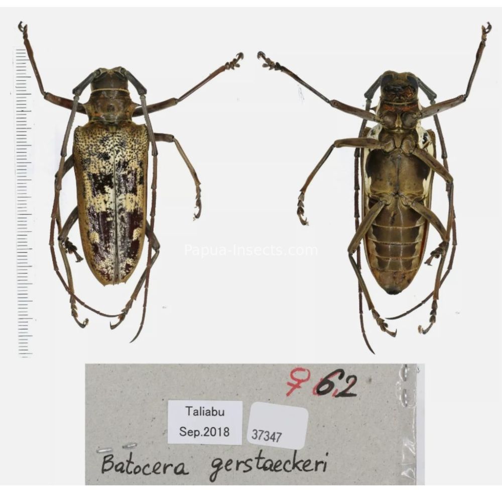 Batocera sp. - Cerambycidae from different island of Indonesia