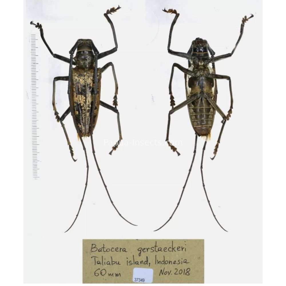 Batocera sp. - Cerambycidae from different island of Indonesia