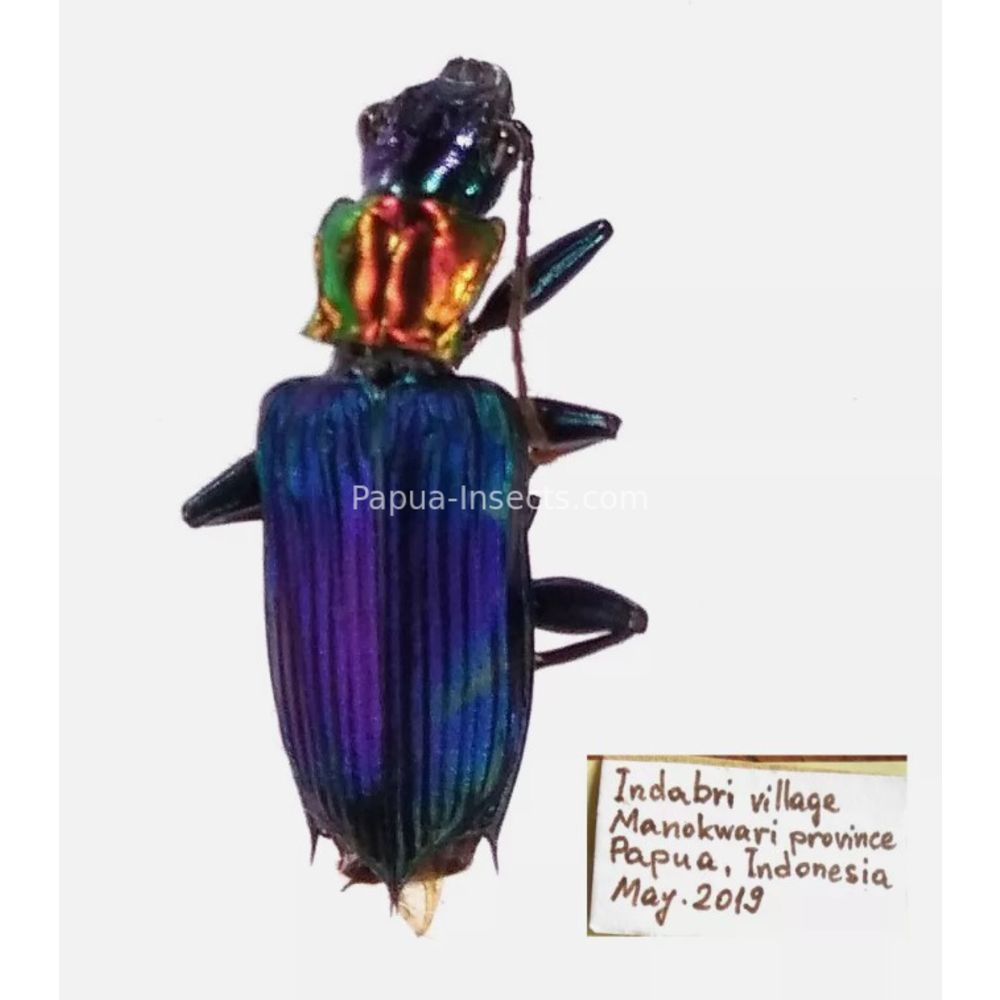 Carabidae different sp. from West Papua, Indonesia