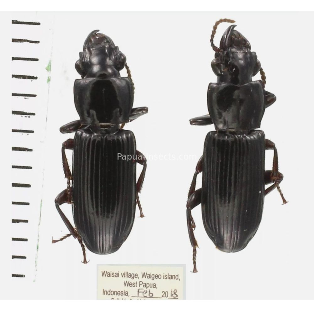 Carabidae different sp. from West Papua, Indonesia