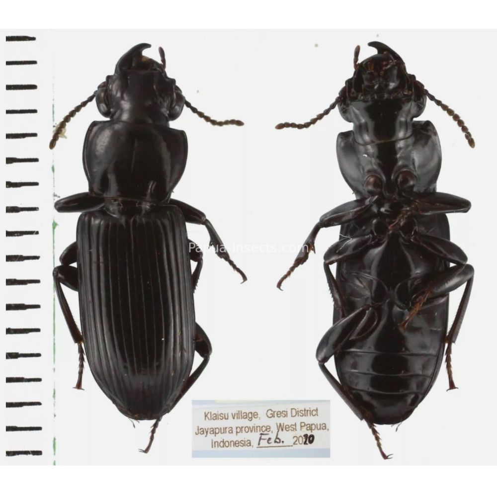 Carabidae different sp. from West Papua, Indonesia