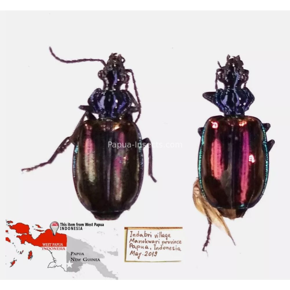 Carabidae Cicindelinae different sp. from West Papua, Indonesia