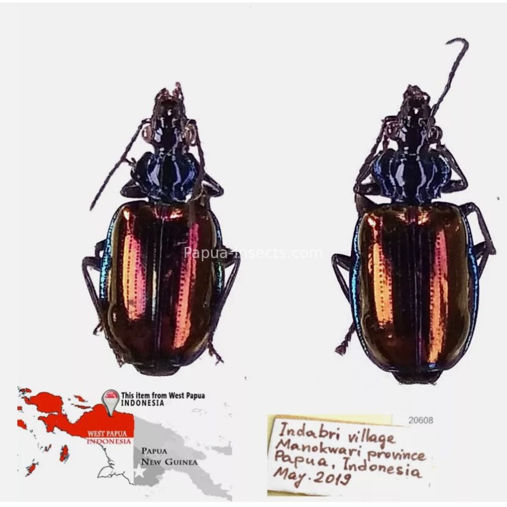 Carabidae Cicindelinae different sp. from West Papua, Indonesia