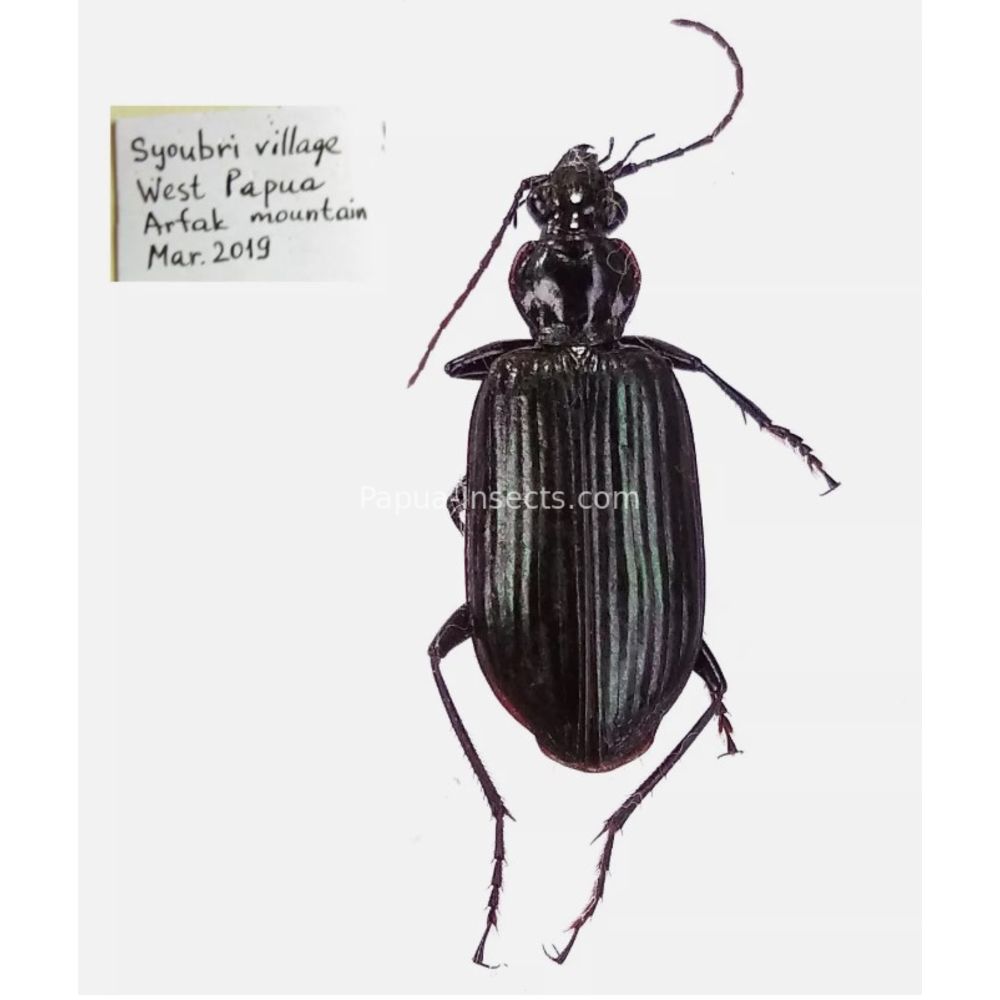 Carabidae Cicindelinae different sp. from West Papua, Indonesia