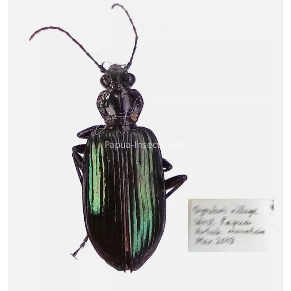 Carabidae Cicindelinae different sp. from West Papua, Indonesia