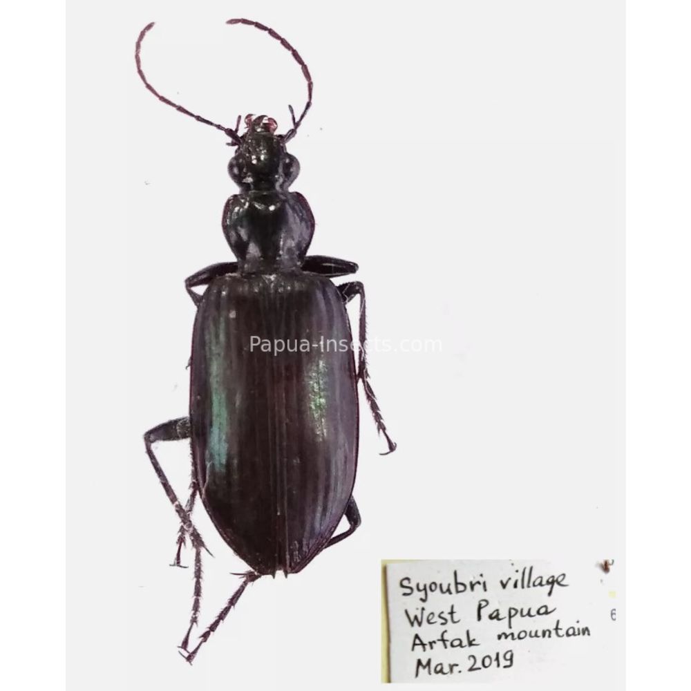 Carabidae Cicindelinae different sp. from West Papua, Indonesia