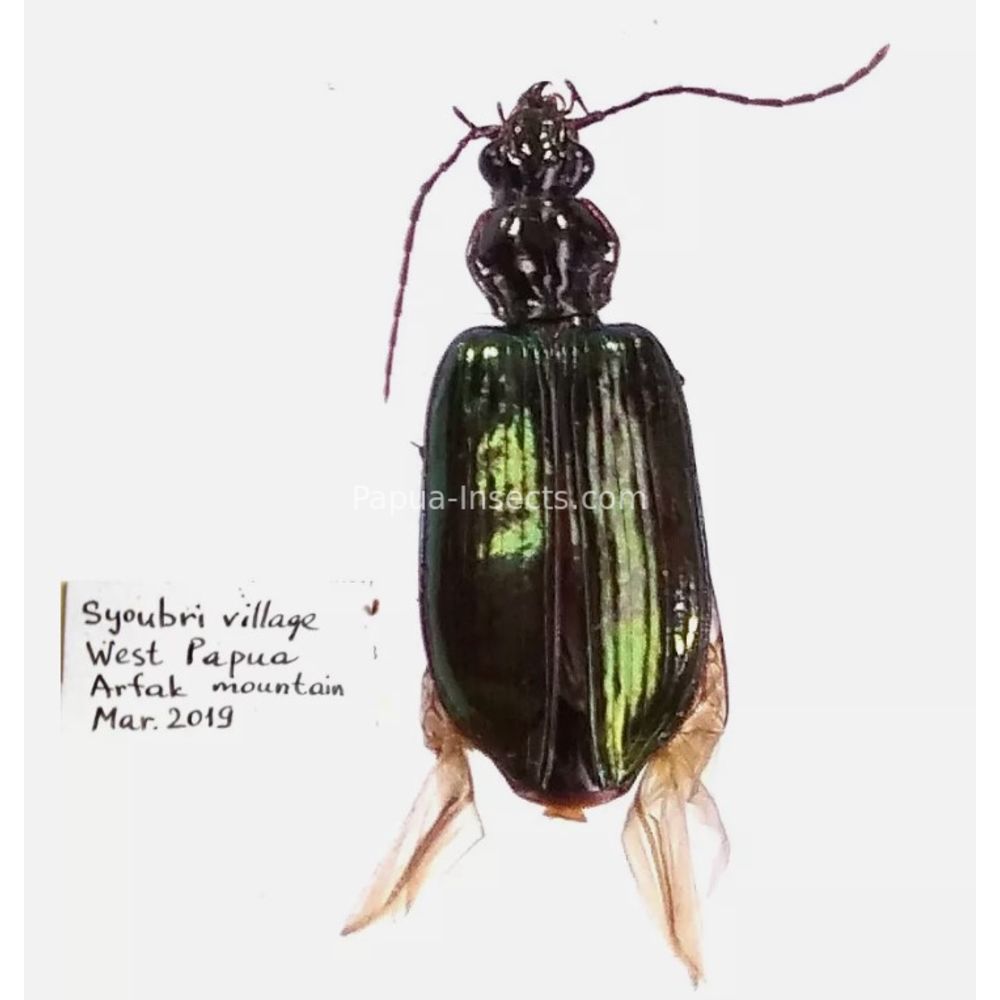 Carabidae Cicindelinae different sp. from West Papua, Indonesia